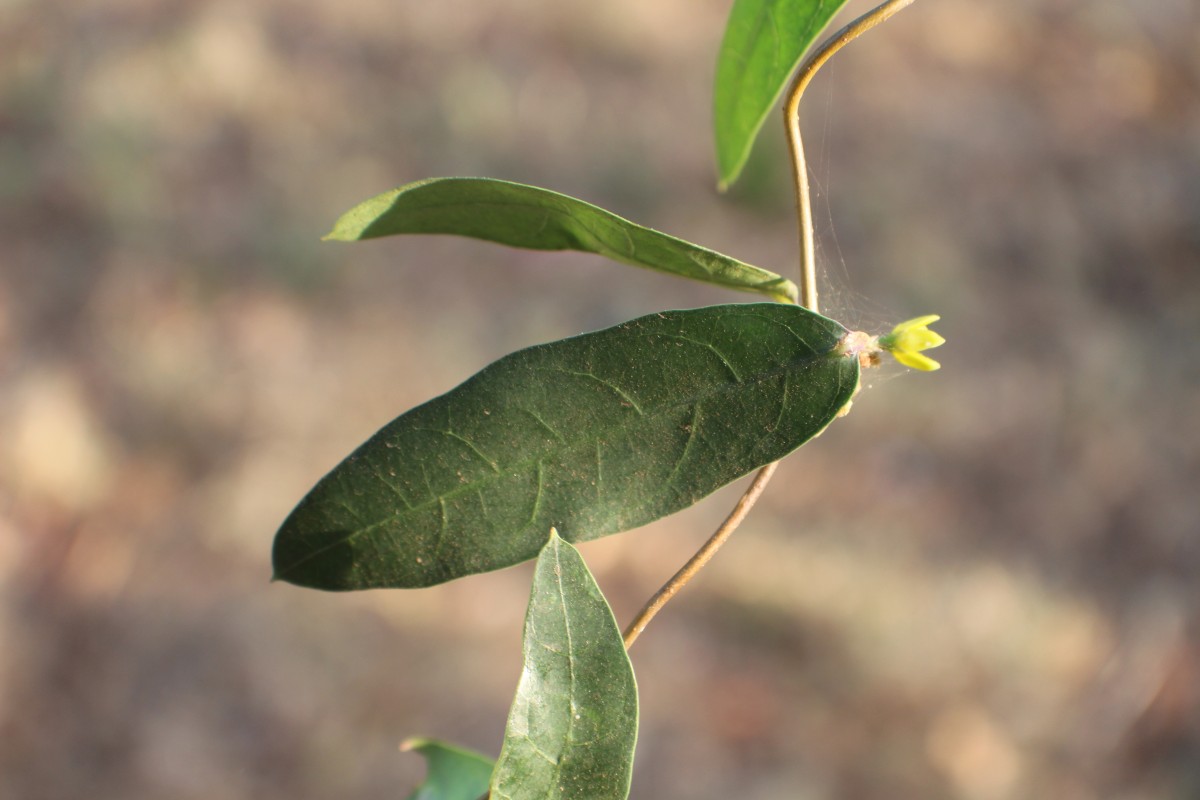 Hemidesmus indicus (L.) R.Br.